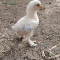 جوجه پاپریک فقط ۲۵۰ تومن