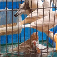 کینگ فنچ بلک فیس