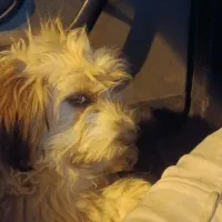 دو عدد سگ نر ماده خوشگل پشمالو