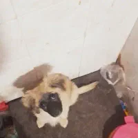 سگ پیدا شده