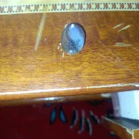 نگین شجر زنده