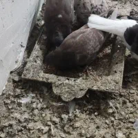 کبوتر سرخ و گرگی|پرنده|فاضل آباد, |دیوار