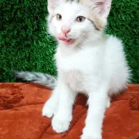 واگذاری رایگان بچه گربه