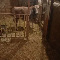 گوساله نر سویسی|حیوانات مزرعه|دیواندره, |دیوار