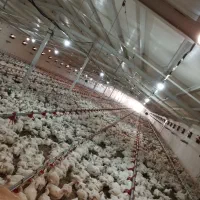 کارگر باسابقه جهت کار در مرغداری تمام اتوماتیک|استخدام صنعتی، فنی، مهندسی|قیدار, |دیوار