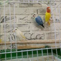 طوطی برزیلی بالغ