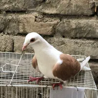 پشت گراف