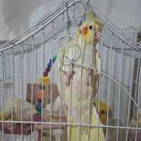عروس هلندی دانخور