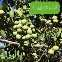 نهالستان پالیز دارای ارقام متنوع نهال های دیرگل