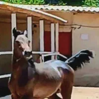 اسب کرد|اسب و تجهیزات اسبسواری|ابهر, |دیوار