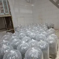 بچه ماهی‌ کپوروامور فیفاک