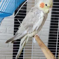 عروس هلندی نر