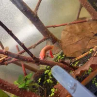 انواع نژاد ماهی فایتر|ماهی|نجفآباد, ویلاشهر|دیوار