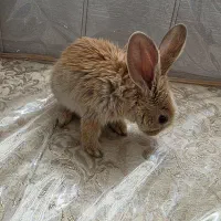 خرگوش|موش و خرگوش|زاهدان, |دیوار