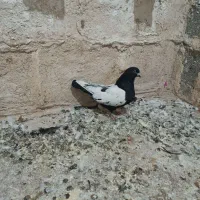 کبوتر|پرنده|فیروزآباد (لرستان), |دیوار