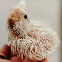 عروس هلندی سفید