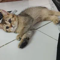 گربه اسکاتیش