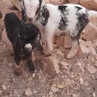 بزغاله شیری