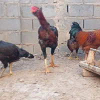 خروس لاری فروشی