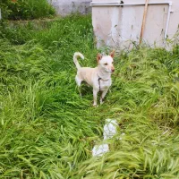 سگ پاکوتاه نر