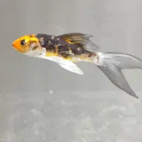 ماهی کوی سوپر باله