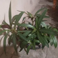 گل موسی در گهواره