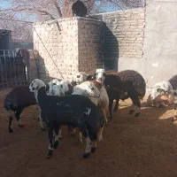 قوچ و شیشک و بره پلنگی