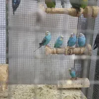 مرغ عشق