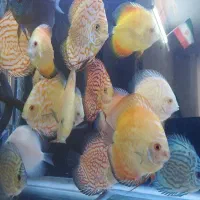 دیسکس