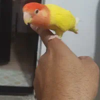 برزیلی ماده|پرنده|اشنویه, |دیوار