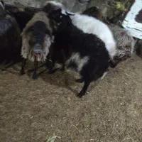 گوسفند زنده|حیوانات مزرعه|رودهن, |دیوار