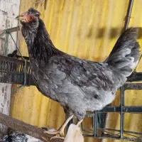 مرغ کرچ ،تخم مرغ نطفه دار ومرغ وخروس جوجه گلین