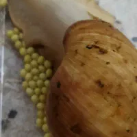 حلزون تخم گذار