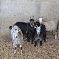 چپش بز وبزغاله|حیوانات مزرعه|پاکدشت, پاکدشت (مامازند)|دیوار