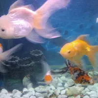 ماهی  گلدفیش|ماهی|عباس‌آباد, |دیوار