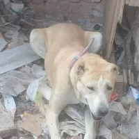 واگذاری ماده شکم پر|سگ|تربت جام, معدآباد|دیوار