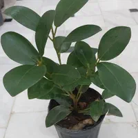 گل کالانکوئه.پپرومیا قطره باران. بلک گلد.درختچه|گل و گیاه طبیعی|قم, نیروگاه|دیوار