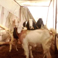 گله بز داشتی جوان نربز آبستن دم زاییدن