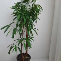 گل آمستر حراج