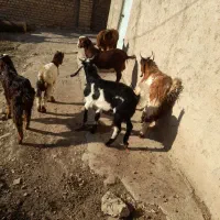 نر بز جوان|حیوانات مزرعه|نوده خاندوز, |دیوار