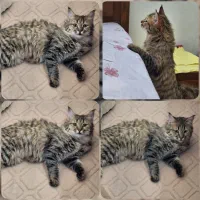 واگذاری گربه