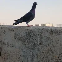 سبز،سفید‌پرشی|پرنده|شیروان (خراسان), |دیوار