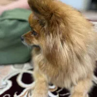 پامرانین ماده