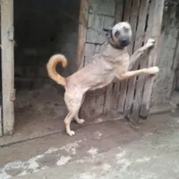 واگذاری ماده سراب