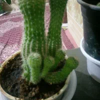 گل فیکوس|گل و گیاه طبیعی|تربت‌حیدریه, بهشت عسکری|دیوار