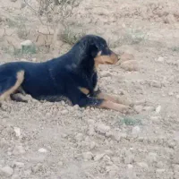 واگذاری سگ|سگ|شاهینشهر, گرگاب|دیوار