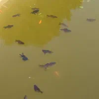 ماهی گلد فیش ژله آیی و کوی ژاپنی