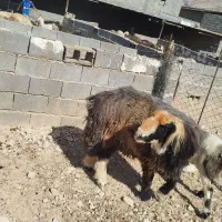 قوچ وبره قوچی|حیوانات مزرعه|کوه چنار, |دیوار