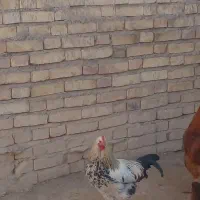 خروس|حیوانات مزرعه|بیجار, |دیوار