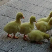 جوجه قو غاز لیندا (اصل)